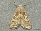  73.218 Heart Moth Copyright Martin Evans 