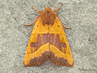  73.219 Centre-barred Sallow Copyright Martin Evans 