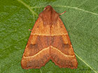  73.219 Centre-barred Sallow Copyright Martin Evans 