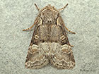  73.220 Minor Shoulder-knot Copyright Martin Evans 