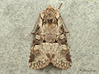  73.220 Minor Shoulder-knot Copyright Martin Evans 