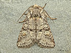  73.220 Minor Shoulder-knot Copyright Martin Evans 