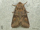  73.220 Minor Shoulder-knot female Copyright Martin Evans 