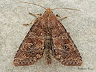  73.221 Suspected Copyright Martin Evans  