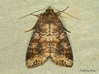  73.221 Suspected form Copyright Martin Evans 