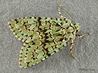  73.224 Merveille du Jour Copyright Martin Evans  