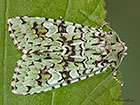  73.224 Merveille du Jour Copyright Martin Evans 
