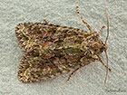  73.225 Brindled Green Copyright Martin Evans 