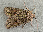  73.225 Brindled Green Copyright Martin Evans 