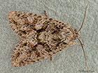  73.225 Brindled Green Copyright Martin Evans 