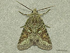  73.226 Southern Brindled Green Copyright Martin Evans 