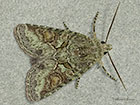  73.226 Southern Brindled Green Copyright Martin Evans 
