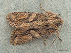  73.227 Sombre Brocade Copyright Martin Evans 