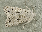  73.228 Grey Chi Copyright Martin Evans 