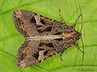  73.229 Flame Brocade Copyright Martin Evans  