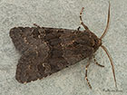  73.232 Deep-brown Dart Copyright Martin Evans  