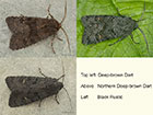  73.232 Deep-brown Dart, Northern Deep-brown Dart, Black Rustic Copyright Martin Evans 