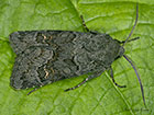  73.232 Northern Deep-brown Dart Copyright Martin Evans 