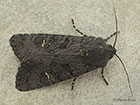  73.233 Black Rustic Copyright Martin Evans  