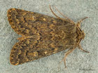  73.234 Brindled Ochre male Copyright Martin Evans  