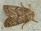  73.234 Brindled Ochre female Copyright Martin Evans 