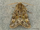  73.235 Feathered Ranunculus Copyright Martin Evans 