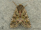  73.235 Feathered Ranunculus female Copyright Martin Evans 