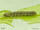  73.235 Feathered Ranunculus larva 21mm Copyright Martin Evans 