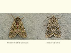  73.235 Feathered Ranunculus female and Black-banded female Copyright Martin Evans 
