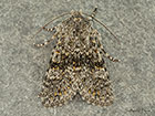  73.236 Black-banded Copyright Martin Evans 