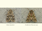  73.236 Black-banded female and Feathered Ranunculus female Copyright Martin Evans 