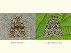  73.236 Black-banded and Large Ranunculus Copyright Martin Evans 