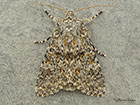 73.237 Large Ranunculus Copyright Martin Evans 