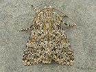  73.237 Large Ranunculus Martin Evans 