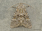  73.237 Large Ranunculus Copyright Martin Evans 