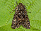  73.238 Dark Brocade Copyright Martin Evans 