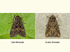  73.238 Dark Brocade and Dusky Brocade Copyright Martin Evans 