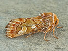 73.241 Pine Beauty Copyright Martin Evans 