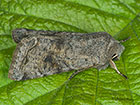  73.242 Clouded Drab Copyright Martin Evans 