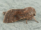  73.242 Clouded Drab Copyright Martin Evans 