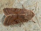  73.242 Clouded Drab Copyright Martin Evans 