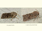  73.242 Clouded Drab and Lead-coloured Drab Copyright Martin Evans 