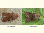  73.242 Clouded Drab and Northern Drab Copyright Martin Evans 