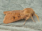  73.243 Blossom Underwing Copyright Martin Evans 