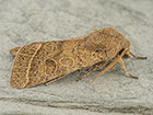  73.244 Common Quaker Copyright Martin Evans 