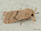  73.244 Common Quaker Copyright Martin Evans 