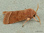  73.244 Common Quaker Copyright Martin Evans 