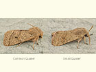  73.244 Common Quaker and Small Quaker Copyright Martin Evans 
