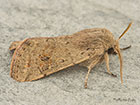  73.245 Small Quaker Copyright Martin Evans  