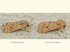  73.245 Small Quaker and Common Quaker Copyright Martin Evans 